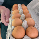 Salmonella outbreak Eggs Sickens 95 People